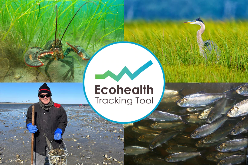 Featured image for “MassBays Ecohealth Tracking Tool”