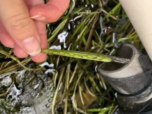 Featured image for “WHOI Sea Grant commits $1.7 million to advancing research in coastal and marine science – one of the five projects is led by MassBays to explore new methods to restore eelgrass.”